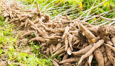 Freshly harvested cassava tubers. Photo credit: thisdayonline