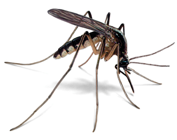 The mosquito, a malaria vector