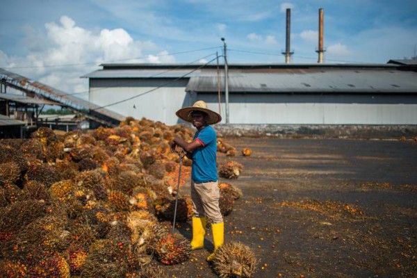 Palm-fruit bunches from an oil palm plantation in Malaysia. Photo credit: www.wsj.com