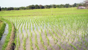 Rice cultivation in Ekiti State under the FADAMA III. Photo credit: ekitistate.gov.ng