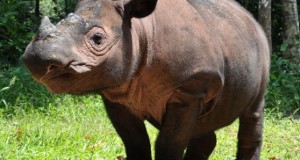Ratu, a Sumatran rhino