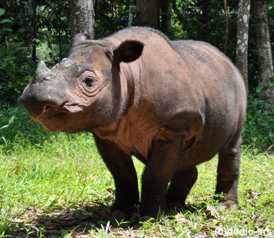 Ratu, a Sumatran rhino. Photo credit: animalfactguide.com