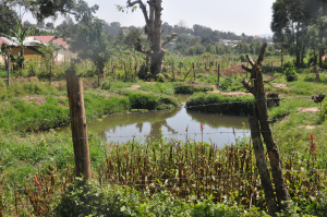 Most Ugandans get their water directly from swamps, streams, gravity flow schemes and springs and wells. Such water may contain worms, protozoa, bacteria and viruses that, if consumed, can cause hepatitis, typhoid, cholera and diarrhea.