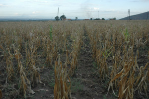 Farmers worldwide are already feeling the effects of rising temperatures and more frequent droughts as a result of climate change