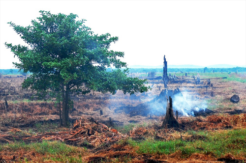 Peatland-Indonesia