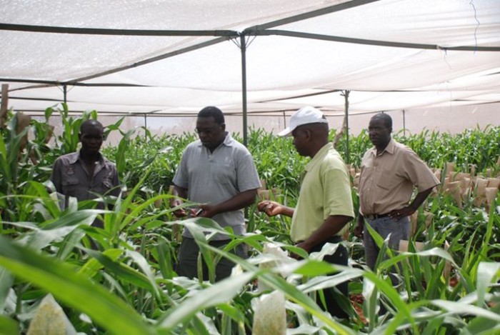 Crop biotechnology has delivered significant socio-economic and welfare benefits to farmers via increased yield, pest and disease resistance, abiotic stress tolerance and enriched nutrient content. Photo credit: agronigeria.com.ng