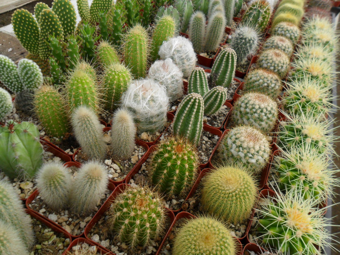 Thirty-one percent of cactus species are threatened with extinction. Photo credit: universofdeals.com