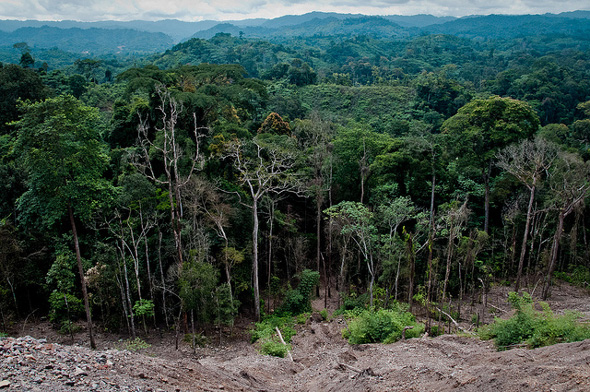 The Congo forest. Photo credit: newsecuritybeat.org