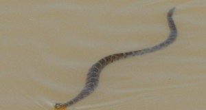 snakeinthe-harpeth