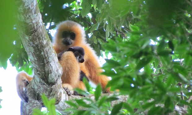 Only 25 individuals of the Hainan gibbon (Nomascus hainanus) are thought to be left in the wild. Photo credit: theguardian.com