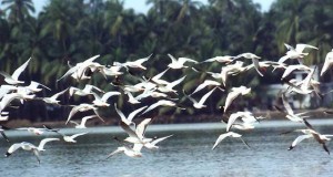 Migratory birds