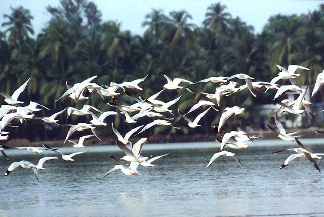 Migratory birds