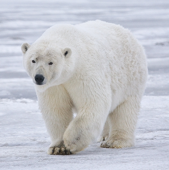 Polar bear. Photo credit upload.wikimedia.org