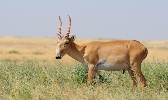 A saiga antelope. Photo credit: cdn.images.express.co.uk