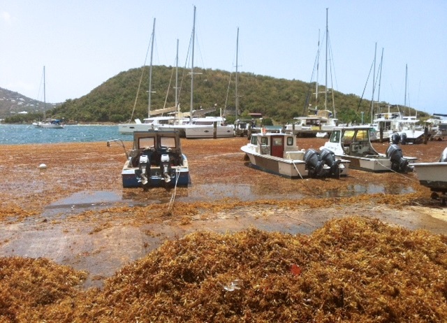 Sargassum seaweed invasion. Photo credit: stthomassource.com