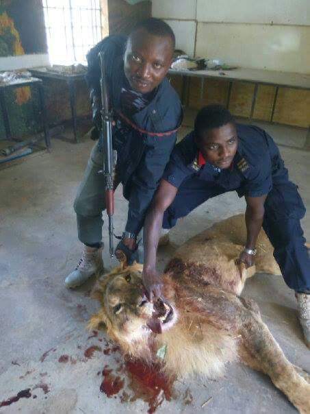 Officers attacking the lion
