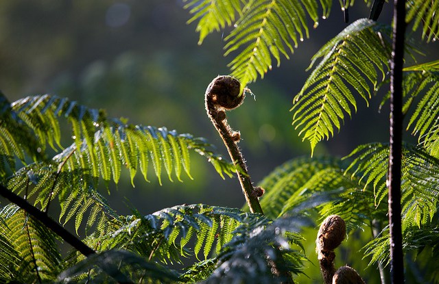 Low-emission development strategies are starting to grow - and would benefit from learning from REDD+. Photo credit: Mokhammad Edliadi/CIFOR