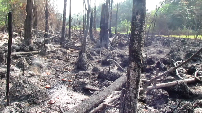Forests and wetlands have been set on fire as oil companies and their contractors try to hide oil spills...