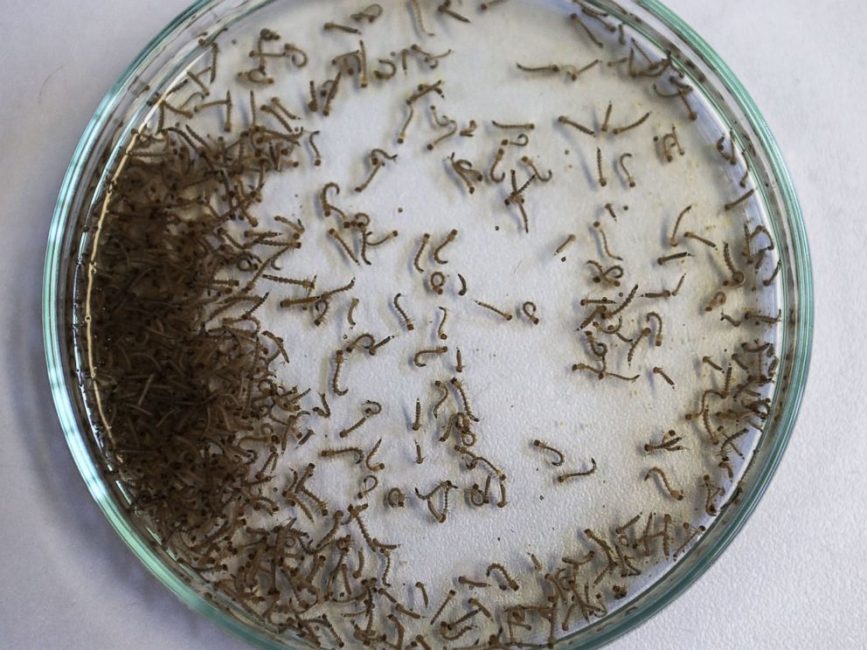 Aedes aegypti mosquito larvae are seen in a lab at the Fiocruz institute, Jan. 26, 2016 in Recife, Pernambuco state, Brazil. Photo credit: Mario Tama/Getty Images