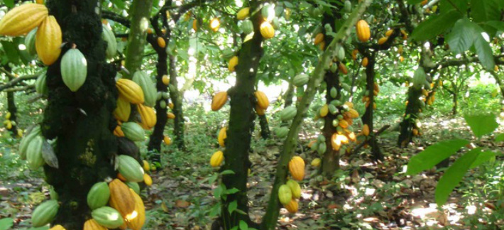 A cocoa plantation. Photo credit: thebreakingtimes.com