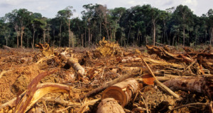 Illegal logging negatively impacting IGR, laments Ogun