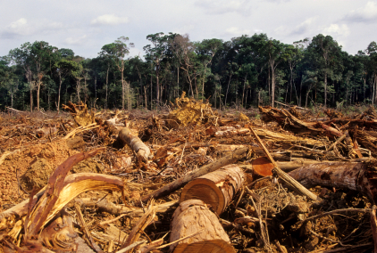 Illegal logging negatively impacting IGR, laments Ogun