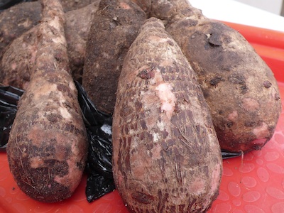 Tubers of cocoyam. Photo credit: southpawgroup.com