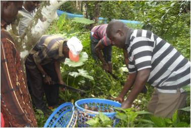 Snail farming in Ekuri forest community. Photo credit: thegef.org