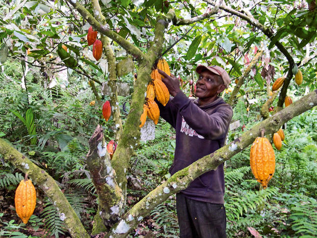 How to reclaim Nigeria&#39;s lost cocoa glory, by experts - EnviroNews Nigeria -