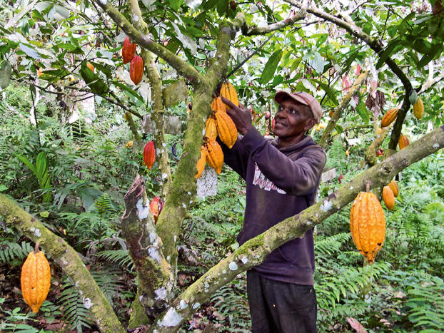 Harvesting cocoa