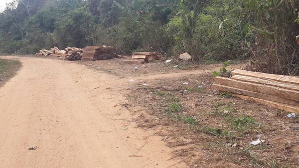 The ineffectiveness of ban on logging in Cross River State is exposed as wanton timber extraction goes on in Boki, close to Boje, the LG headquarter