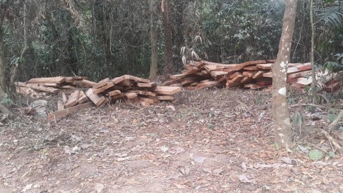 Timber extraction in Boki