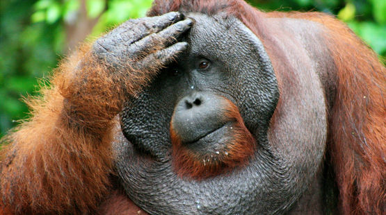 Looking to an uncertain future: Orangutans are threatened by extinction. Photo credit: flickr/CIFOR