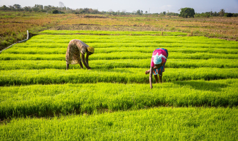 Women in Ghana engaged in dry season rice farming through irrigation