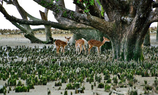 Wild deer in the Sundarbans. The forest is home to more than 1,000 species including Bangladesh’s last population of tigers Photo credit: Majority World/Getty Images