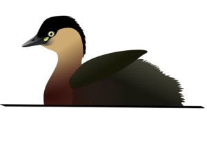 An impression of Alaotra grebe