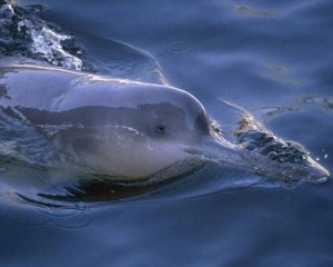 Baiji dolphin