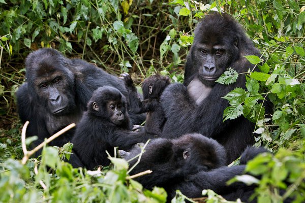 Species of the gorillas are found only in Nigeria and Cameroon forests are at risk of extinction, as Nigeria's wildlife is threatened.  Photo credit: Christophe Courteau / NPL, via Minden Pictures