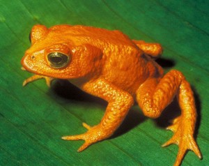 Golden Toad