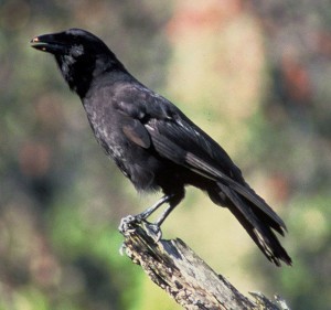 Hawaiian Crow