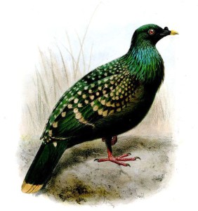Liverpool pigeon
