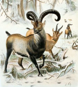 An illustration of Pyrenean iIbex