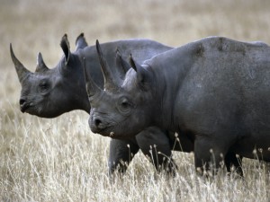 West African black rhino