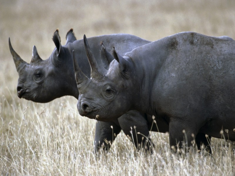 The West African black rhino. The WWF wants to show the Vietnamese government the world cares about rhinos