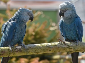 Spixs macaw