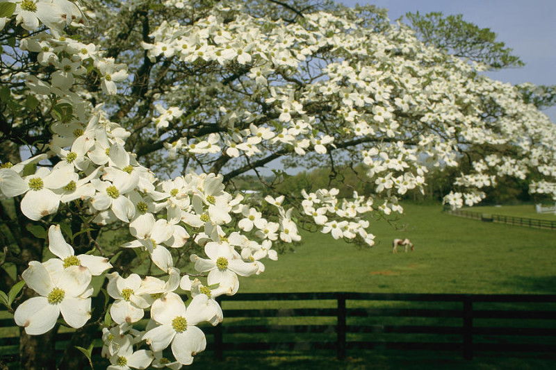 The flowering dogwood tree