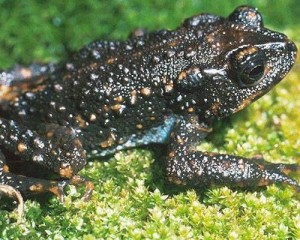 Holdridge's toad