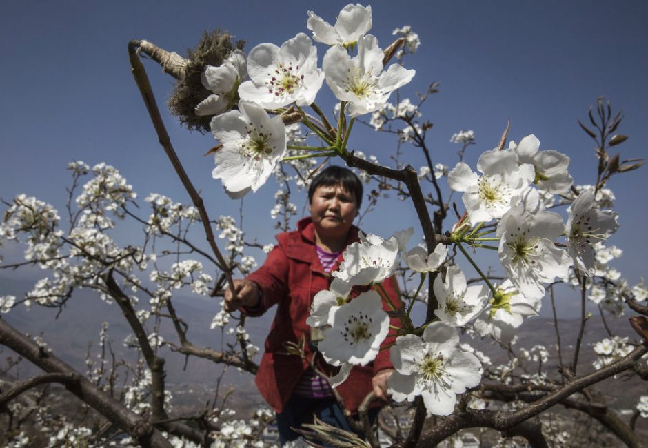 A Chinese farmer pollinates a pear tree by hand in Hanyuan County, Sichuan province, China. Photo credit: Kevin Frayer/Getty Images