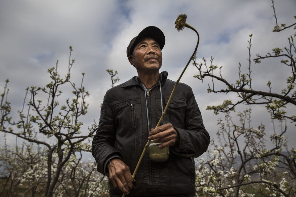 Chinese farmer He Guolin, 53, holds a stick with chicken feathers used to hand pollinate flowers on a pear tree. Photo credit: Kevin Frayer/Getty Images