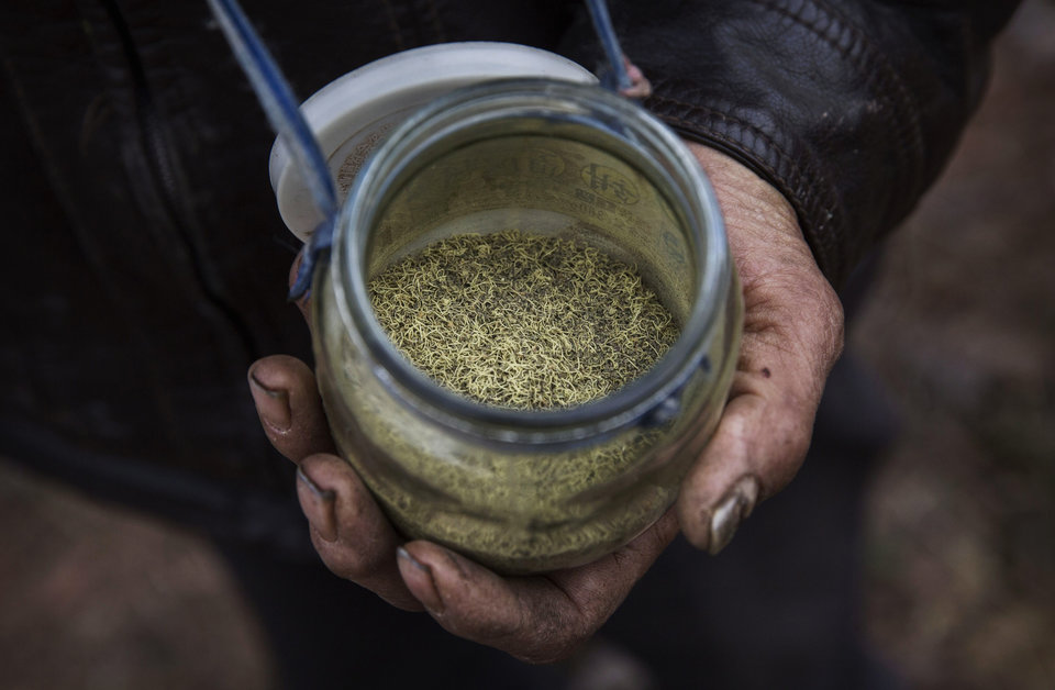 A Chinese farmer displays the pollen used to pollinate pear trees by hand. Photo credit: Kevin Frayer/Getty Images